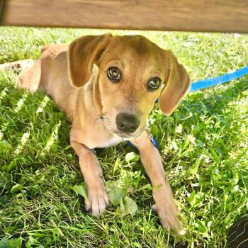 Persist -  Labrador Retriever Dog for Adoption in New York, New York - Persist | PetCurious