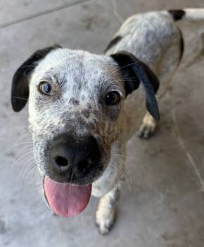 Rescue Mixed Breed Dogs for Adoption - Rooster | PetCurious