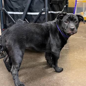 Jimothina -  Mixed Breed Dog for Adoption in Norman, Oklahoma - Jimothina | PetCurious