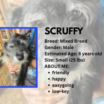 Rocket -  Schnauzer and Terrier Dog for Adoption in Rockville, Maryland - Rocket | PetCurious