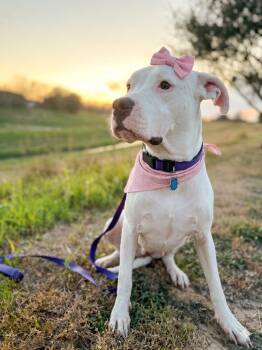 Georgia Peach -  Dogo Argentino Dog for Adoption in Houston, Texas - Georgia Peach | PetCurious