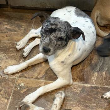 Australian Cattle Dog Blue Heeler and Mixed Breed Dogs Available for Adoption in Rochester, Minnesota - Nifty | PetCurious