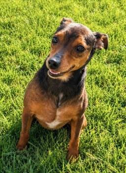 Riko -  German Pinscher Dog for Adoption in Washington, District Of Columbia - Riko | PetCurious