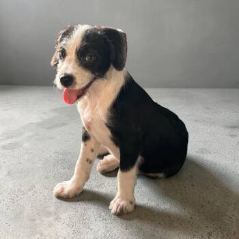 Cher -  Wirehaired Terrier Dog for Adoption in Plainfield, Connecticut - Cher | PetCurious