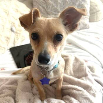 Lemonade -  Mixed Breed Dog for Adoption in San Francisco, California - Lemonade | PetCurious