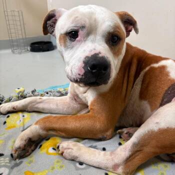Mark Jones Stray Hold 7/4 -  Mixed Breed Dog for Adoption in Huntington, West Virginia - Mark Jones Stray Hold 7/4 | PetCurious