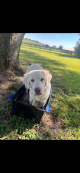 Rescue Great Pyrenees Dogs for Adoption in Quinlan, Texas - Crimson HTX | PetCurious