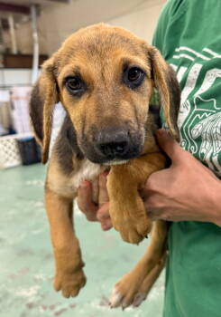 Rescue Beagle and Labrador Retriever Dogs for Adoption in Gilberts, Illinois - LILAC | PetCurious