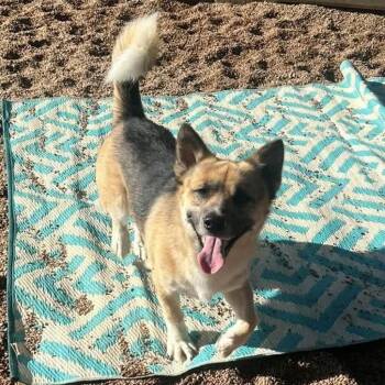 Tater -  Corgi and German Shepherd Dog Dog for Adoption in Sand Springs, Oklahoma - Tater | PetCurious