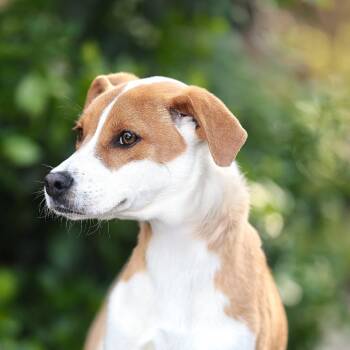 Retriever Dogs Available for Adoption - Sprite | PetCurious