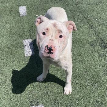 Mixed Breed Dogs Available for Adoption in Memphis, Tennessee - Jack | PetCurious