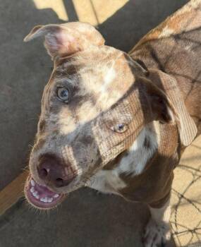 Meryl -  Mixed Breed Dog for Adoption in Northwood, New Hampshire - Meryl | PetCurious