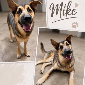 Mike -  German Shepherd Dog Dog for Adoption in Hackett, Arkansas - Mike | PetCurious