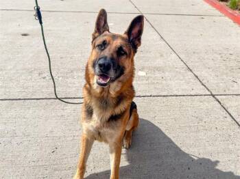 ROODY -  German Shepherd Dog Dog for Adoption in Tustin, California - ROODY | PetCurious