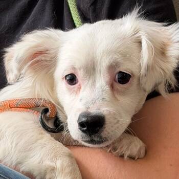 Nevaeh -  Chihuahua Dog for Adoption in Yuma, Arizona - Nevaeh | PetCurious