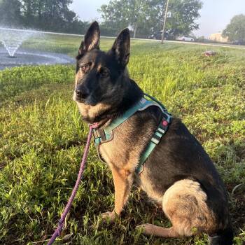 Rescue German Shepherd Dog Dogs for Adoption in Houston, Texas - Meeka | PetCurious