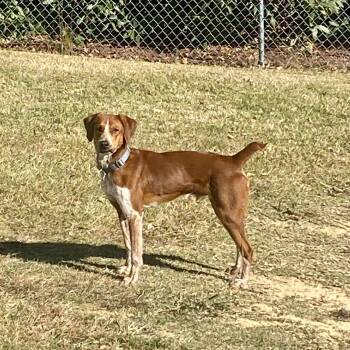 Rescue English Coonhound Dogs for Adoption in Spring Hill, Tennessee - Red | PetCurious