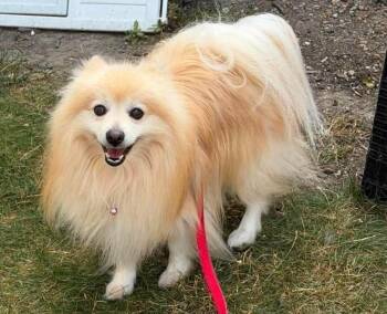 Chief $600 -  Pomeranian Dog for Adoption in West Milwaukee, Wisconsin - Chief $600 | PetCurious