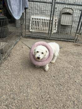 Bichon Frise Dogs Available for Adoption - Quest | PetCurious