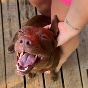 Lilo 7806 -  Mixed Breed Dog for Adoption in Hamilton, Georgia - Lilo 7806 | PetCurious