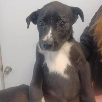 Labrador Retriever Dogs Available for Adoption - Xample | PetCurious