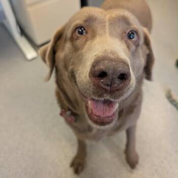 Lady Eclaire -  Labrador Retriever Dog for Adoption in Wheeling, Illinois - Lady Eclaire | PetCurious