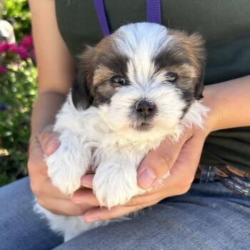 Shih Tzu Dogs Available for Adoption in Lathrop, California - Chanel | PetCurious