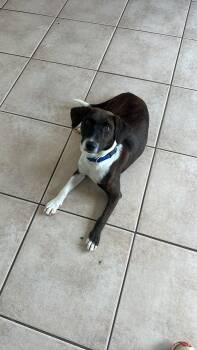 Rescue Whippet Dogs for Adoption in Sugar Land, Texas - Mary Ellen | PetCurious