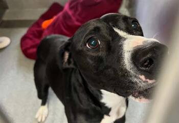 SILVER -  Pointer and Mixed Breed Dog for Adoption in Tustin, California - SILVER | PetCurious