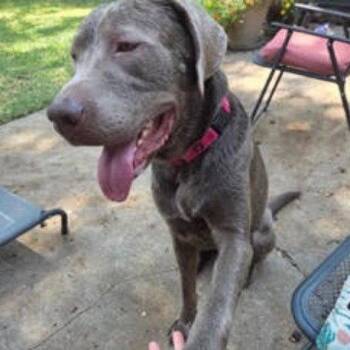 Mighty Max -  Labrador Retriever Dog for Adoption in Dallas, Texas - Mighty Max | PetCurious