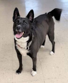 Border Collie and Rat Terrier Dogs Available for Adoption in Wapakoneta, Ohio - Sally | PetCurious