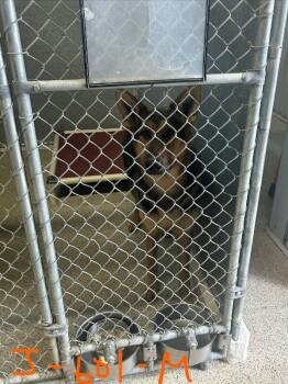 German Shepherd Dog Dogs Available for Adoption - Jet | PetCurious