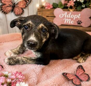 Dolly -  German Shepherd Dog and Mountain Cur Dog for Adoption in Ooltewah, Tennessee - Dolly | PetCurious