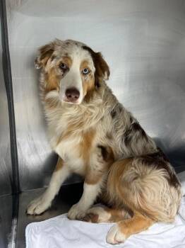 Australian Shepherd Dogs Available for Adoption - Fenic | PetCurious