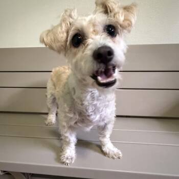 Maya -  Maltese and Terrier Dog for Adoption in The Woodlands, Texas - Maya | PetCurious