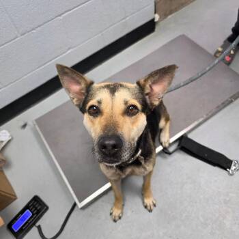 Mixed Breed and German Shepherd Dog Dogs Available for Adoption in Duncan, Oklahoma - Barbara Gordon | PetCurious