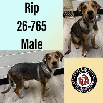 Rip -  Rottweiler and Cane Corso Dog for Adoption in Georgetown, Kentucky - Rip | PetCurious