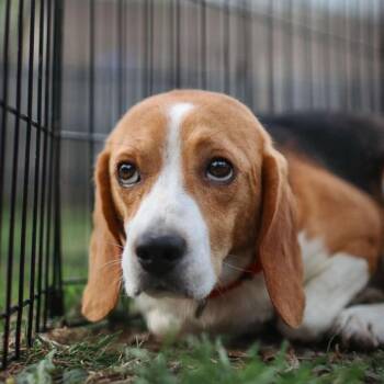 Beagle Dogs Available for Adoption in Rochester, Minnesota - Cyrus | PetCurious