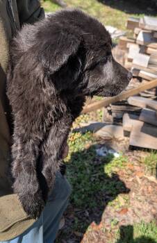 German Shepherd Dog and Pointer Dogs Available for Adoption - Shellie | PetCurious