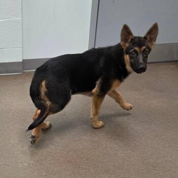 Ingrid -  German Shepherd Dog Dog for Adoption in Chattanooga, Tennessee - Ingrid | PetCurious