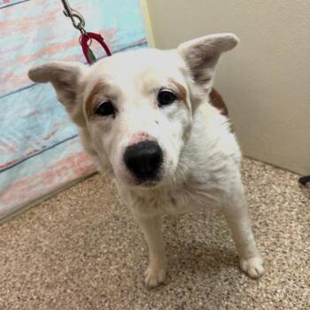 Mixed Breed Dogs Available for Adoption - Dandelion | PetCurious