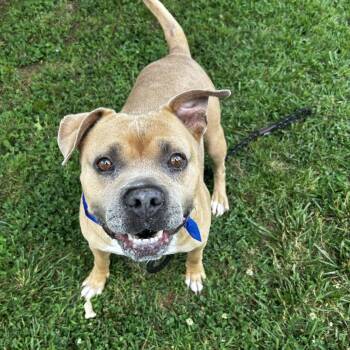 Jim Tom -  American Staffordshire Terrier Dog for Adoption in Greenville, South Carolina - Jim Tom | PetCurious