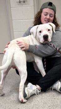 Marshmallow -  Pit Bull Terrier and Mixed Breed Dog for Adoption in Fishers, Indiana - Marshmallow | PetCurious
