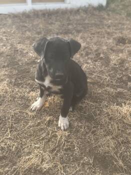 Rescue Mixed Breed Dogs for Adoption in Havre, Montana - Gator | PetCurious