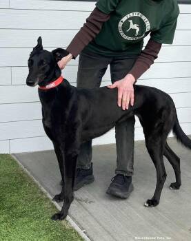 Leela -  Greyhound Dog for Adoption in Woodinville, Washington - Leela | PetCurious