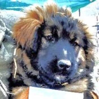 Rescue German Shepherd Dog and Husky Dogs for Adoption in San Luis, Colorado - Blu | PetCurious