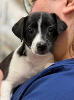 Minka (53602) -  Border Collie and Jack Russell Terrier Dog for Adoption in Columbia, Maryland - Minka (53602) | PetCurious