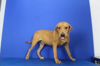 Rescue Hound and Mixed Breed Dogs for Adoption in Port Allen, Louisiana - Hunter | PetCurious