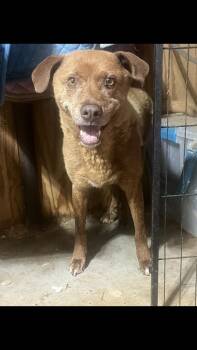 Popeye -  Terrier Dog Available for Adoption - Popeye | PetCurious