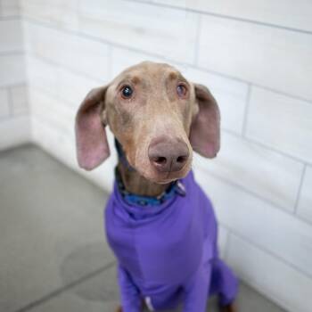 Sir Elmer Fudd -  Doberman Pinscher Dog for Adoption in West Jordan, Utah - Sir Elmer Fudd | PetCurious